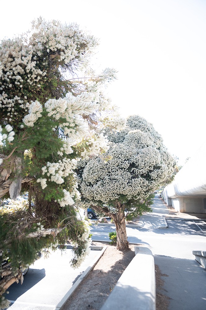 My Big Greek Wedding!