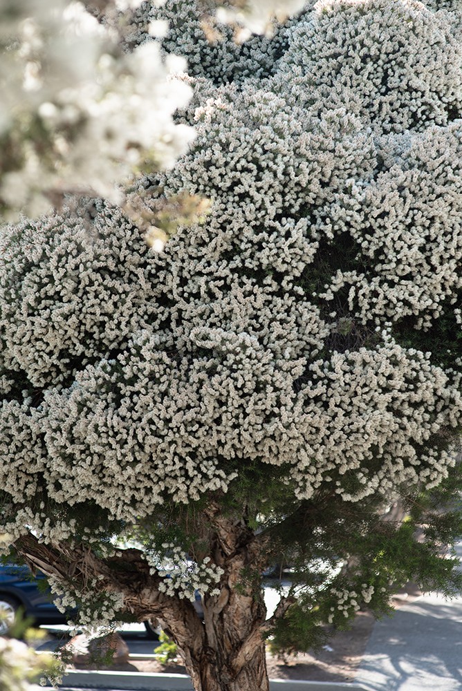 Tennessee  wedding photographer