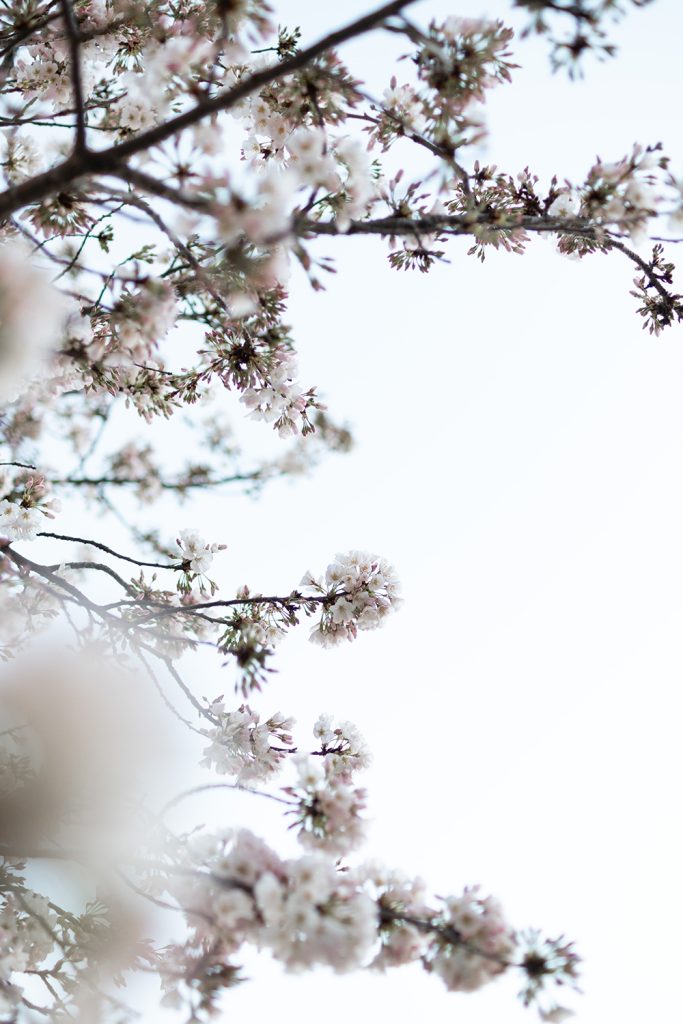 Engagement. Brannan & Maria.