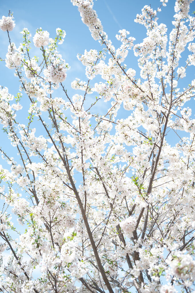 Sweet Micro Wedding at The White Dove Barn | Nashville Wedding Photographer.